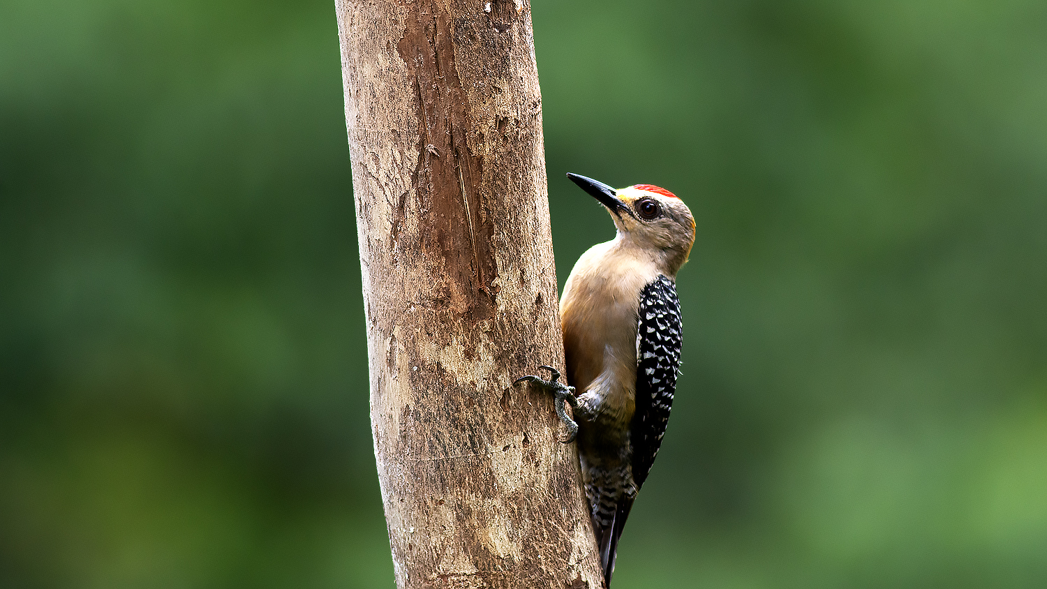Hoffmann's Woodpecker